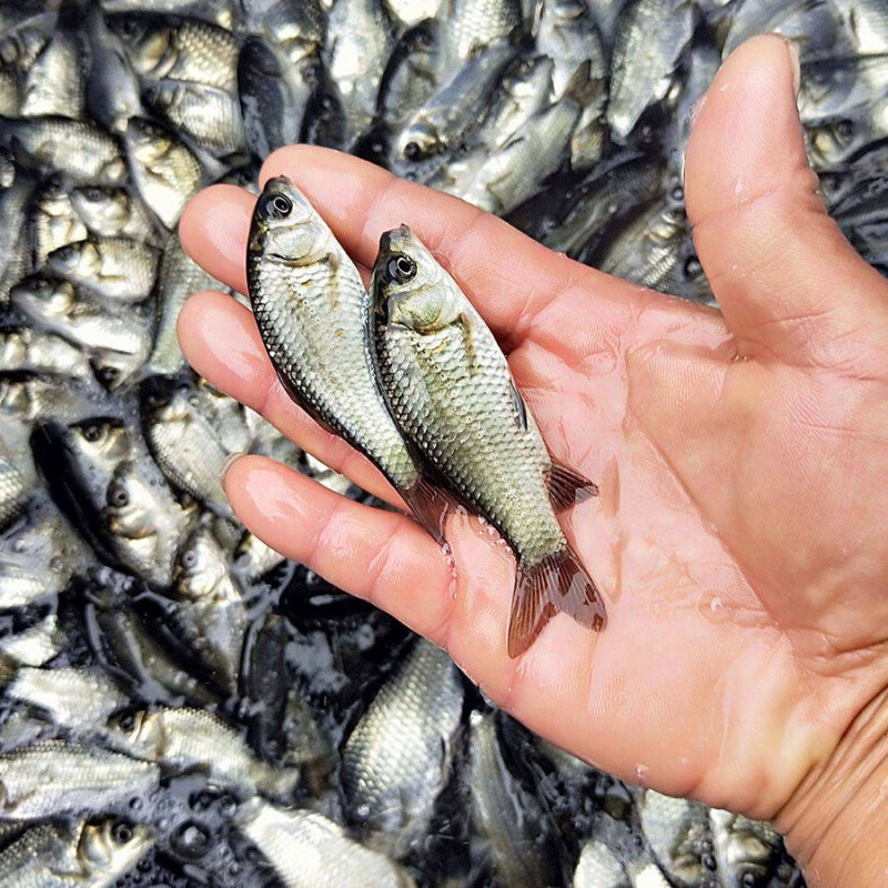 渔场直销3厘米软骨鲫鱼苗中科5号鲫鱼苗湘云鲫鱼苗高背鲫鱼苗34厘米