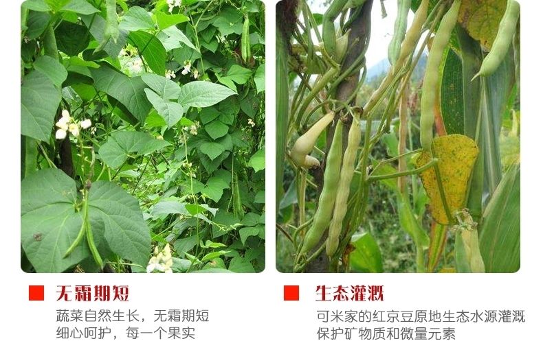 红腰豆种植图片