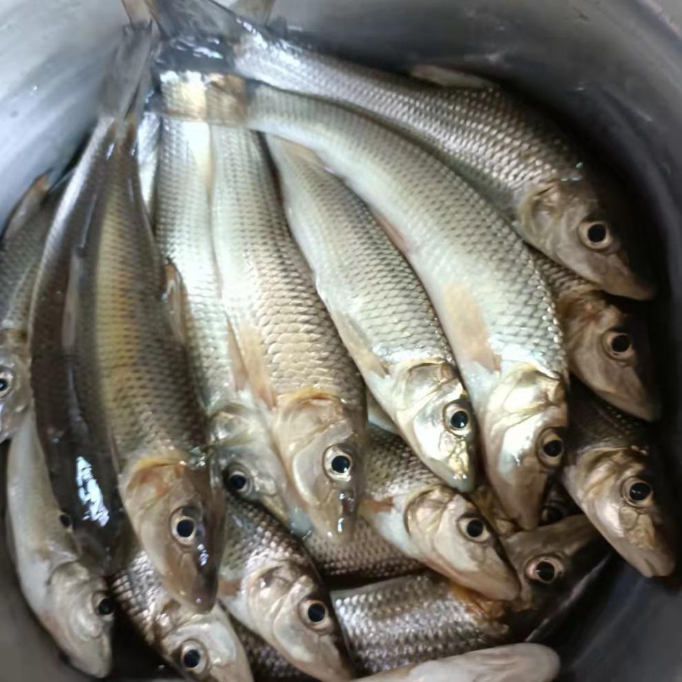 现杀鲜活马口鱼 小河鱼桃花鱼 新鲜溪流鱼 淡水鱼 马口鱼 桃花鱼 半斤