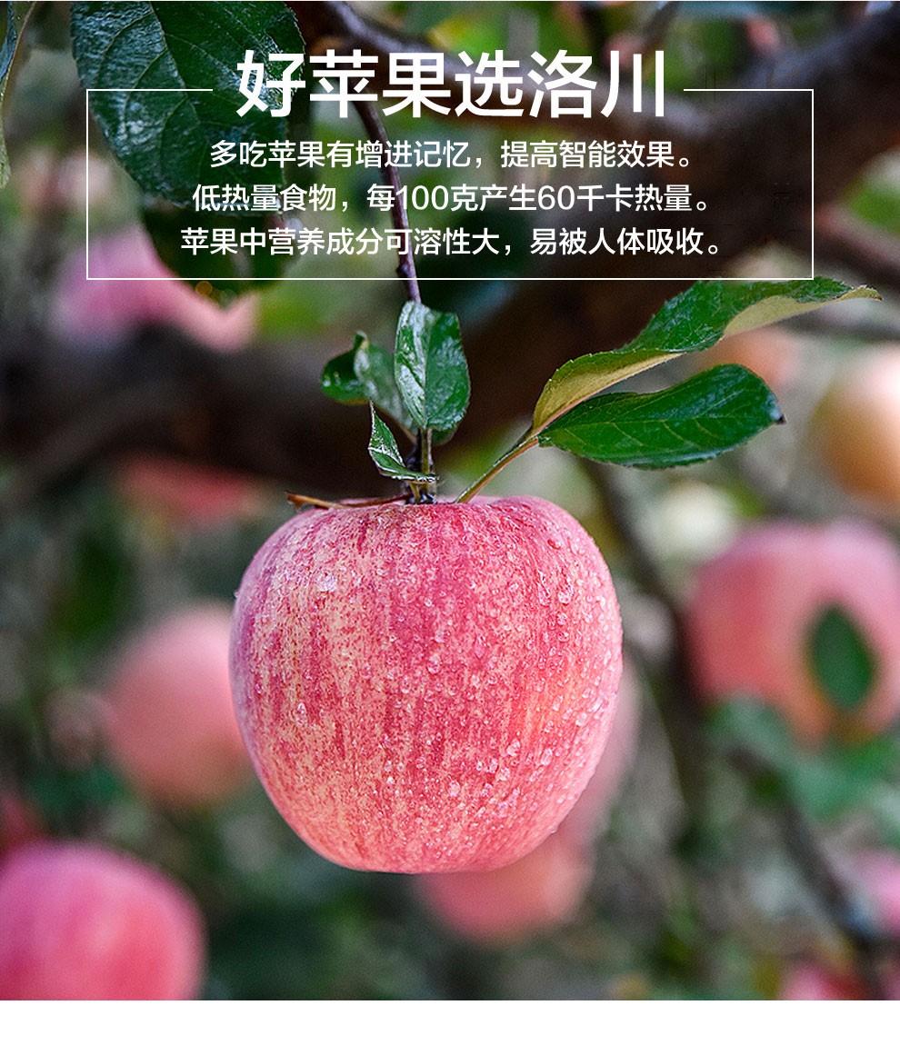 37808-洛川红富士大苹果 整箱新鲜时令水果 75-80mm 3斤-详情图