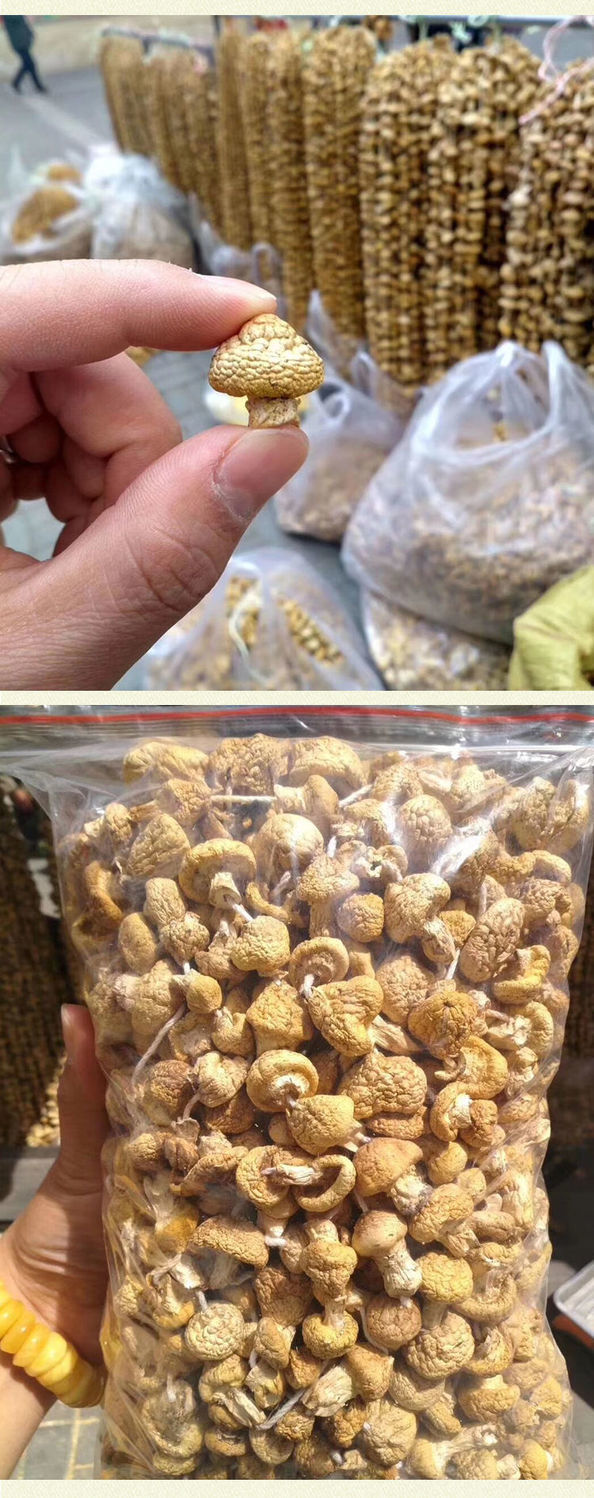 晨臻黄蘑菇青海祁连山黄蘑菇高海拔藏区草原生长原生