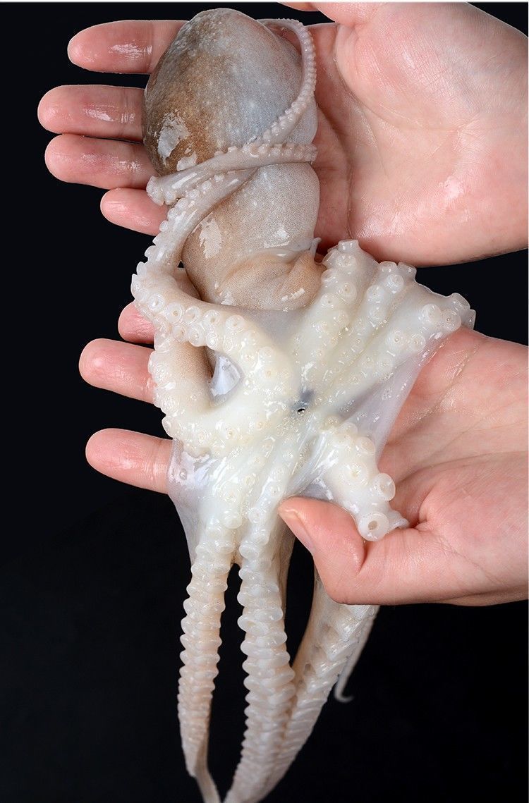 顺丰【大爆头】八爪鱼海鲜水产八爪鱼生鲜长腿八爪鱼 1斤装 长腿大