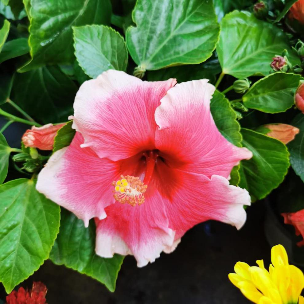 大花木槿重瓣扶桑花朱槿四季开花耐热喜阳多年生木本植物 黄色重瓣