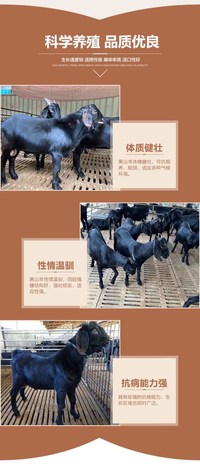 cmcm纯种努比亚黑山羊种公羊青年配种多胎高产怀孕母羊活体小羊苗批发