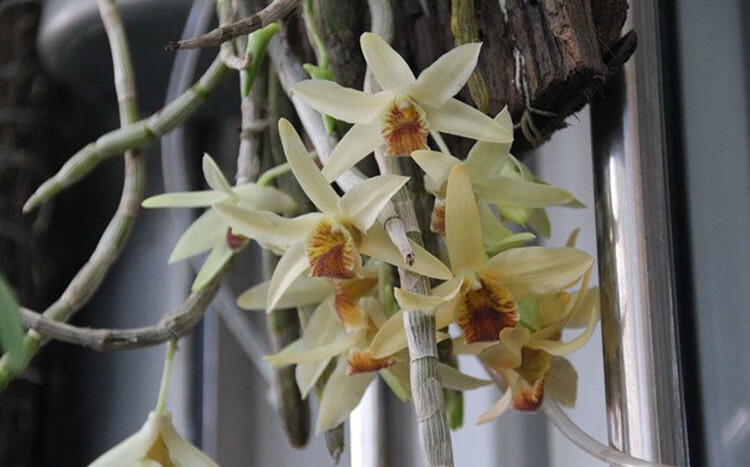 尖刀唇石斛 浓香型石斛 兰花附生兰吊兰花 易养比多肉好绿植 (8-10)苗