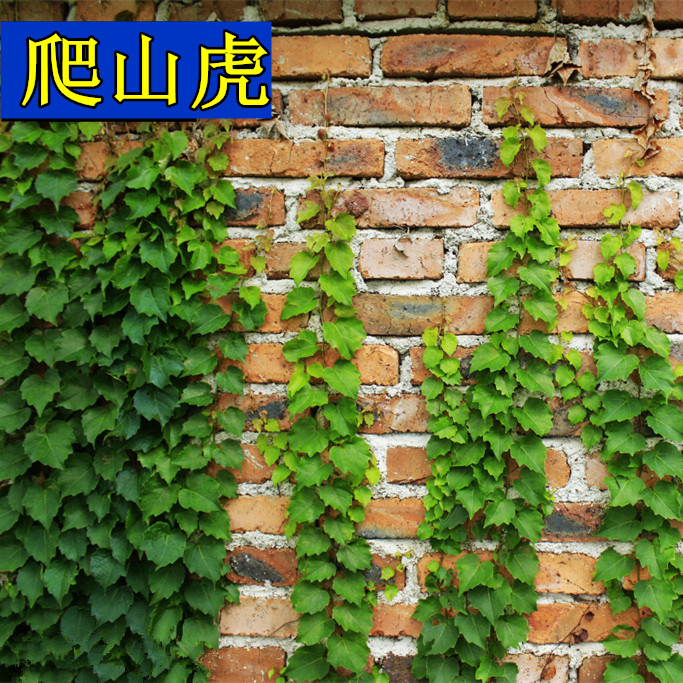 红叶五叶三叶爬墙虎种子 爬山虎 一斤