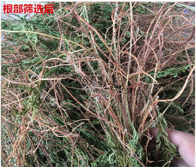 新鮮石上柏深綠卷柏整根切段金龍草幹中藥材500g