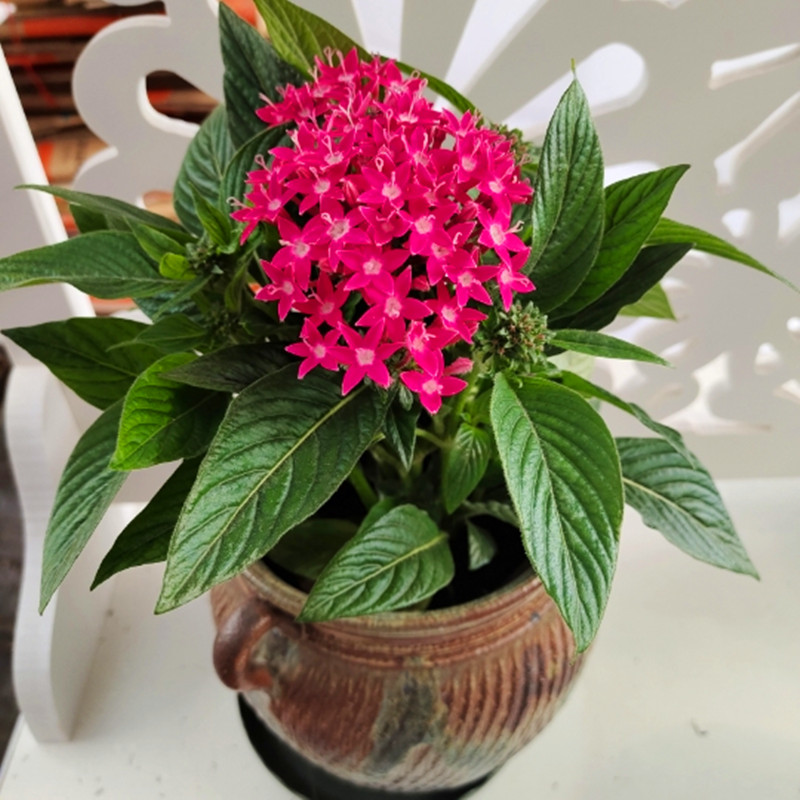 五星花盆栽 繁星花苗夏季耐热耐晒花卉 多年生草本花卉盆栽好 五星花