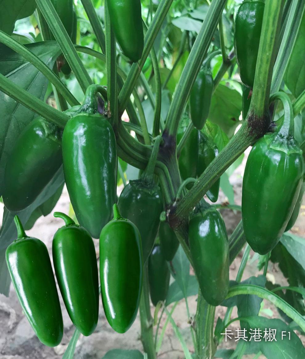 大牛角椒種籽春季四季早熟高產農家蔬菜種孑 農望綠劍16號原裝1000粒