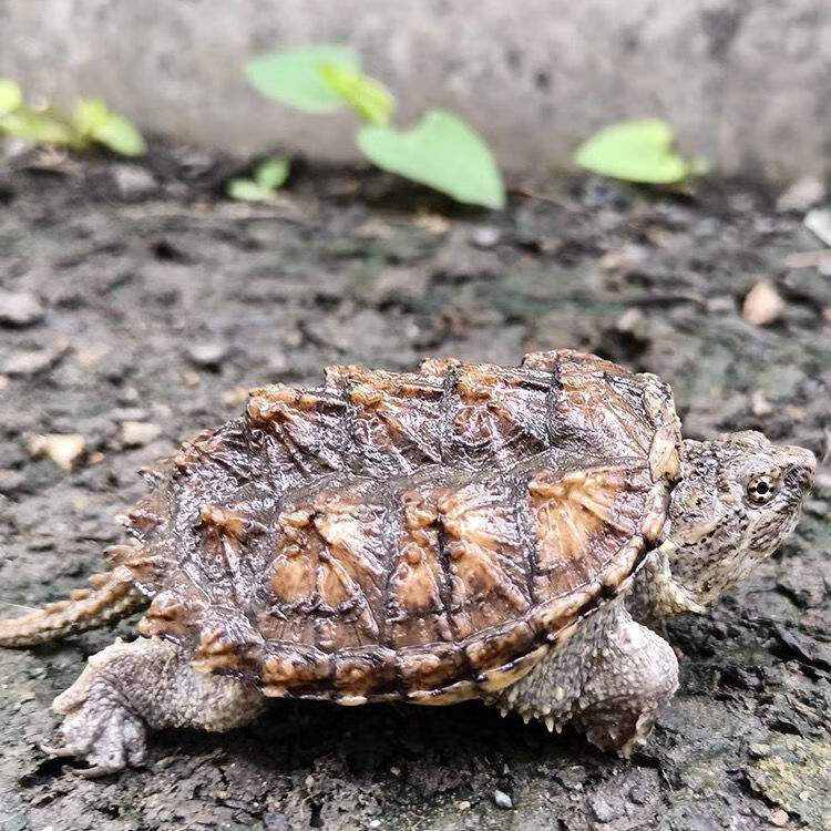 鳄龟活物食用爆刺凶猛北美小鳄龟苗观赏龟杂佛肉龟水龟小乌龟活体 一