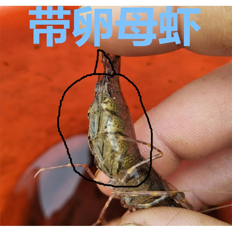 【京东推荐】观赏虾河虾青虾长臂虾大眼贼虾淡水活体可食用虾 虾5.