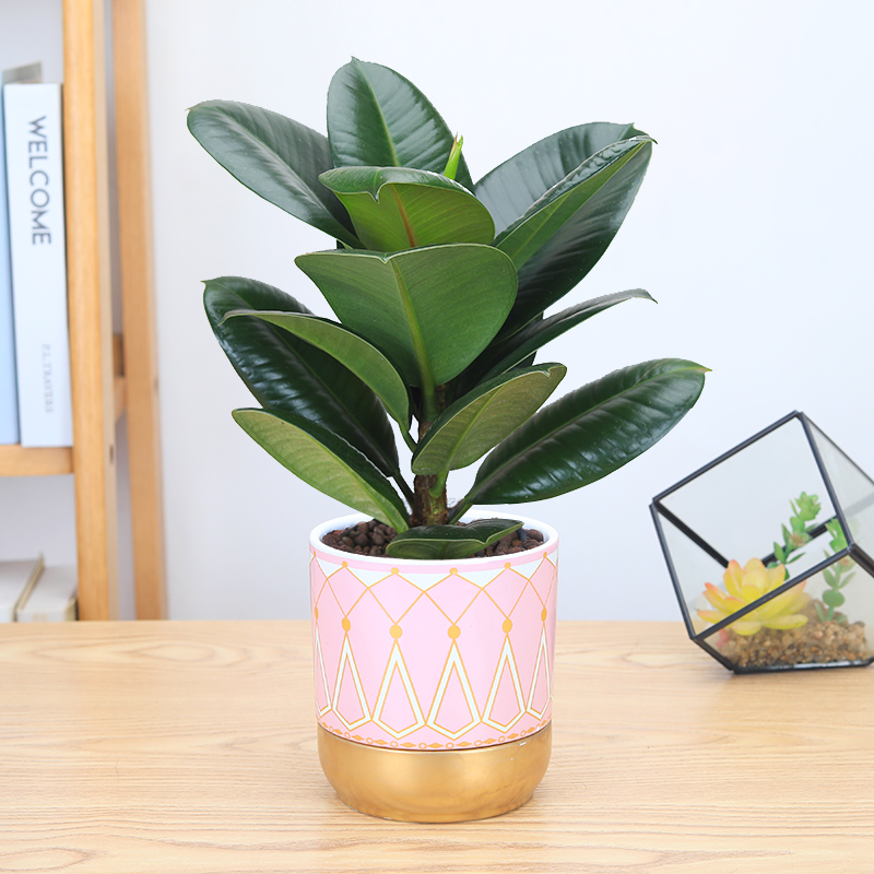 绿金刚橡皮树北欧风ins黑金刚小盆栽绿植花卉办公桌面植物黑圆柱瓷盆