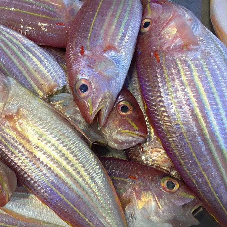 顺丰海鲜大金丝鱼新鲜金线鱼深海捕捞红衫鱼香头鱼生鲜海水鱼中金线鱼