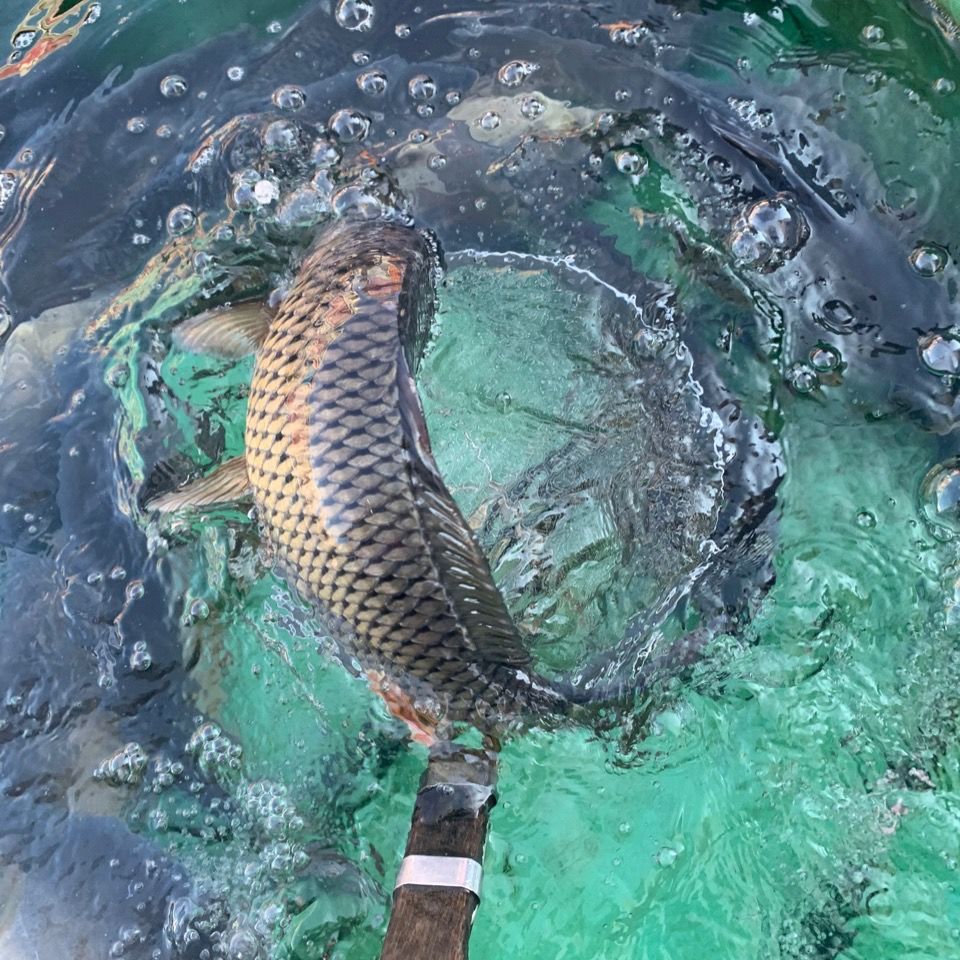 野生大鲤鱼大小都有 如需要大鲤鱼联系客服更多参数>>国产/进口:国产