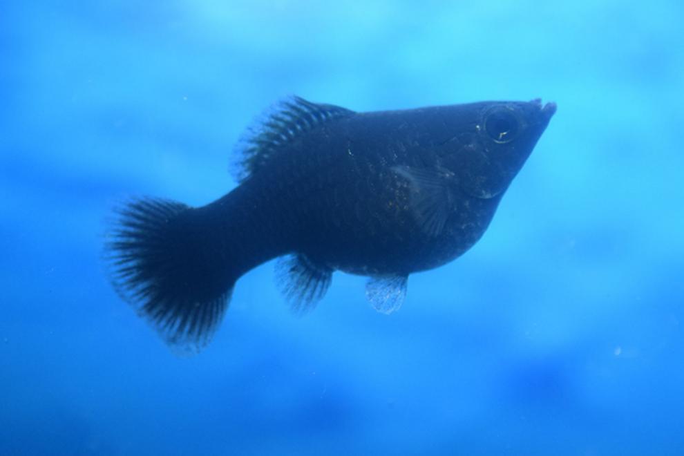 胎生鱼活体皮球玛丽鱼狂魔鱼银黑玛丽鱼活体好养小型热带鱼下崽胎生鱼