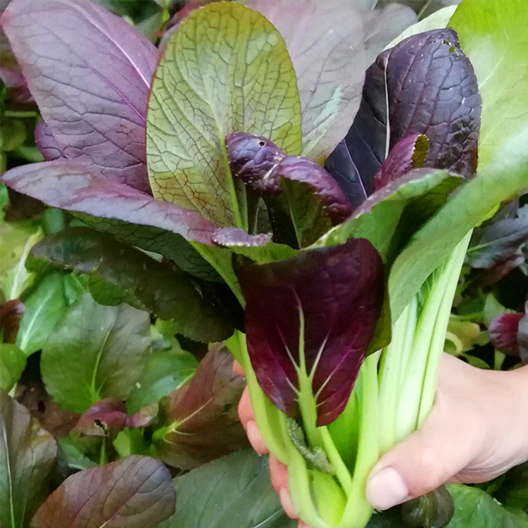 紫轩小白菜种子紫叶小白菜籽青菜油菜叶绿紫色农家田园蔬菜种孑 紫轩