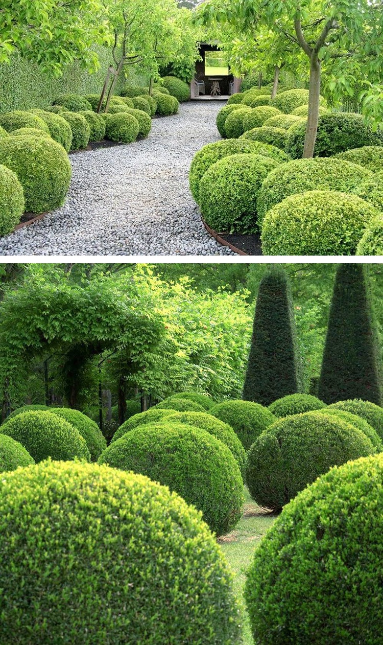 黄杨球树苗小叶金黄杨球形树苗庭院绿化瓜子黄杨四季常绿耐寒冬青