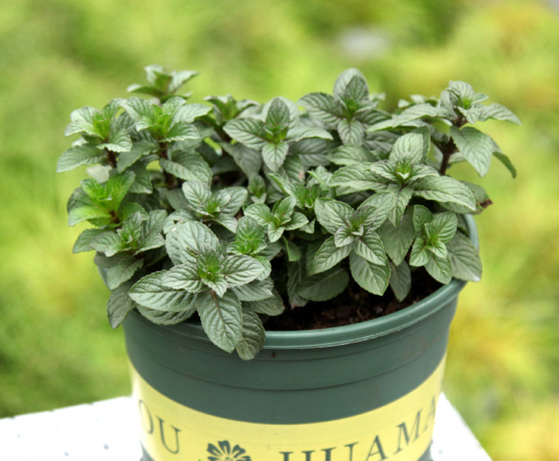 柠檬薄荷正宗柠檬香蜂草苗柠檬香水薄荷香草植物盆栽蜜蜂花泡茶巧克力