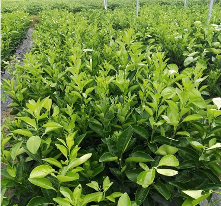 青秋脐橙苗 早熟新品种纽荷尔柑橘苗长虹脐橙树苗青丘橙子果树苗 1年