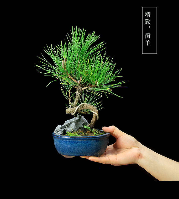 日本矮霸黑松盆景造型树桩植物室内桌面绿植小精品盆栽老桩松柏 黑松