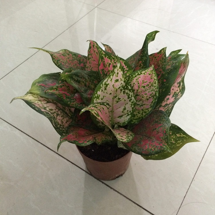 吉祥如意皇后粗肋草盆栽苗 办公室室内净化空气绿植花卉可以水培 中盆