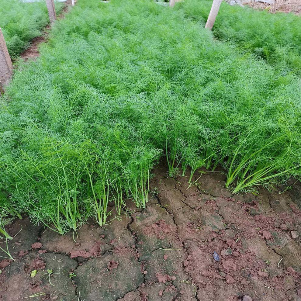 顺丰新鲜小茴香绿叶蔬菜茴香菜籽现拔现发带跟茴香一斤净重鲜嫩