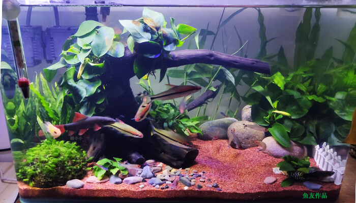 涟木 雨林沙鼠鱼砂雷龙三湖慈鲷七彩神仙萨伊蓝南美底沙鱼缸造景化妆
