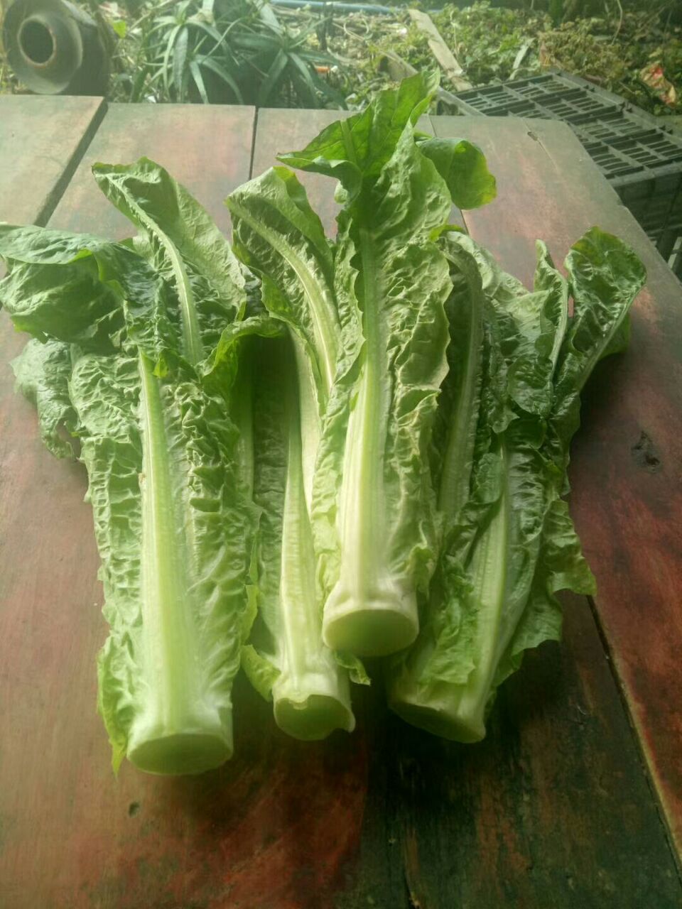 媚调莴笋尖凤尾莴笋叶农民自产自销团建 生鲜 3斤优惠装【图片 价格