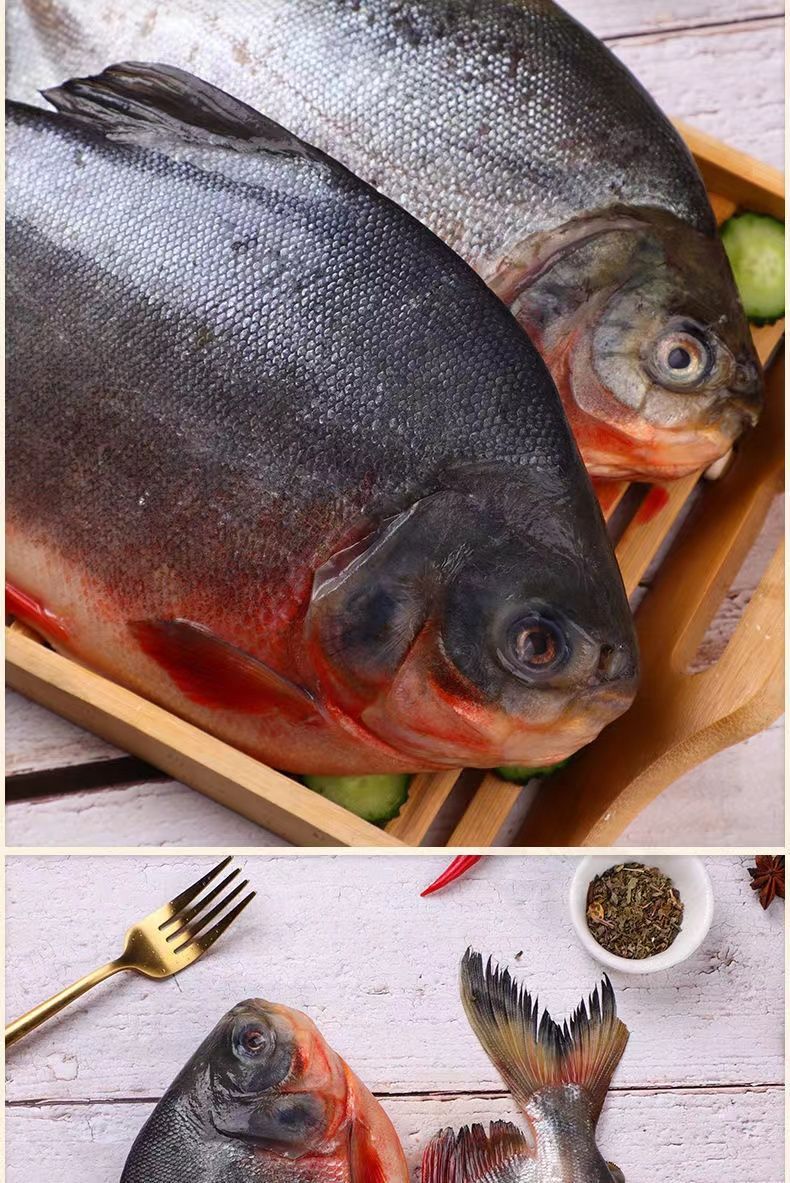 新鲜鲜活速冻红鲳鱼金鲳鱼新鲜超大号海鱼冷冻平鱼一条