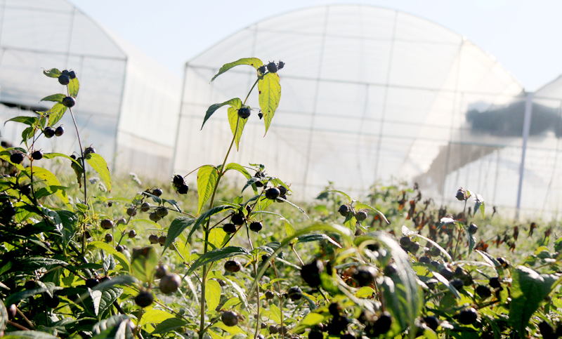 【顺丰】现摘新鲜红果参 125克1盒顺丰果蜘蛛果山荸荠云南丘北水果圆