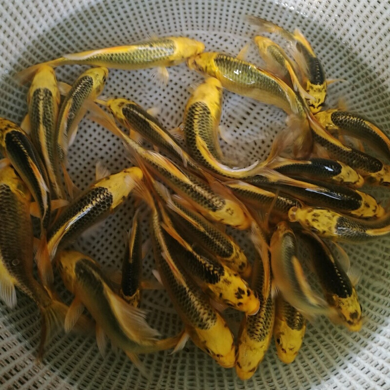 店铺推荐黄金松叶锦鲤鱼冷水鱼活体常温观赏鱼长短尾随机发货1315cm