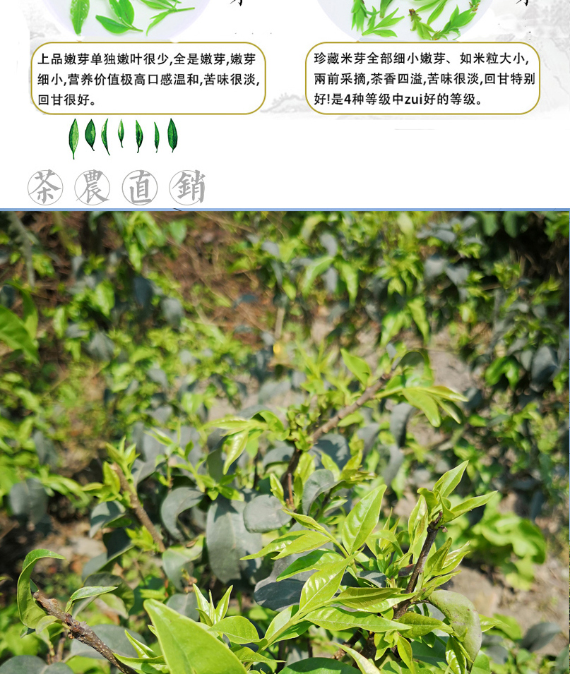 毛冬青云南茶特级小叶苦丁茶青山绿水毛冬青珍藏米芽半斤