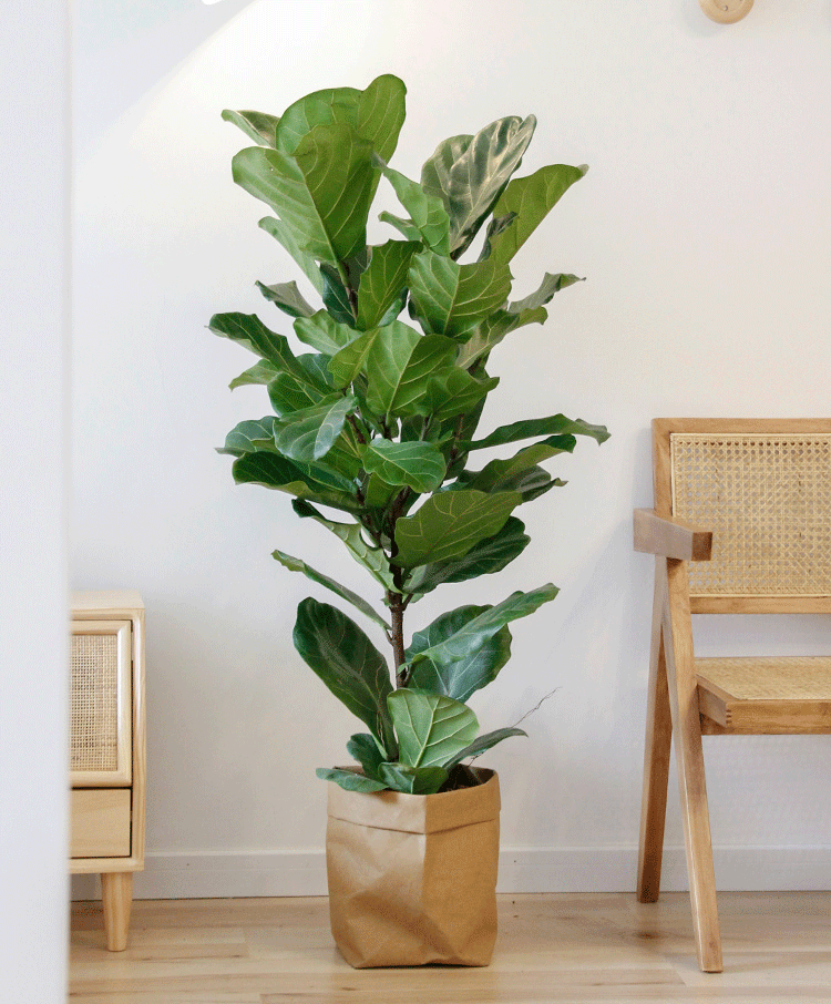 园艺土生土长琴叶榕室内绿植大叶盆栽北欧客厅大型吸甲醛网红绿植 1.
