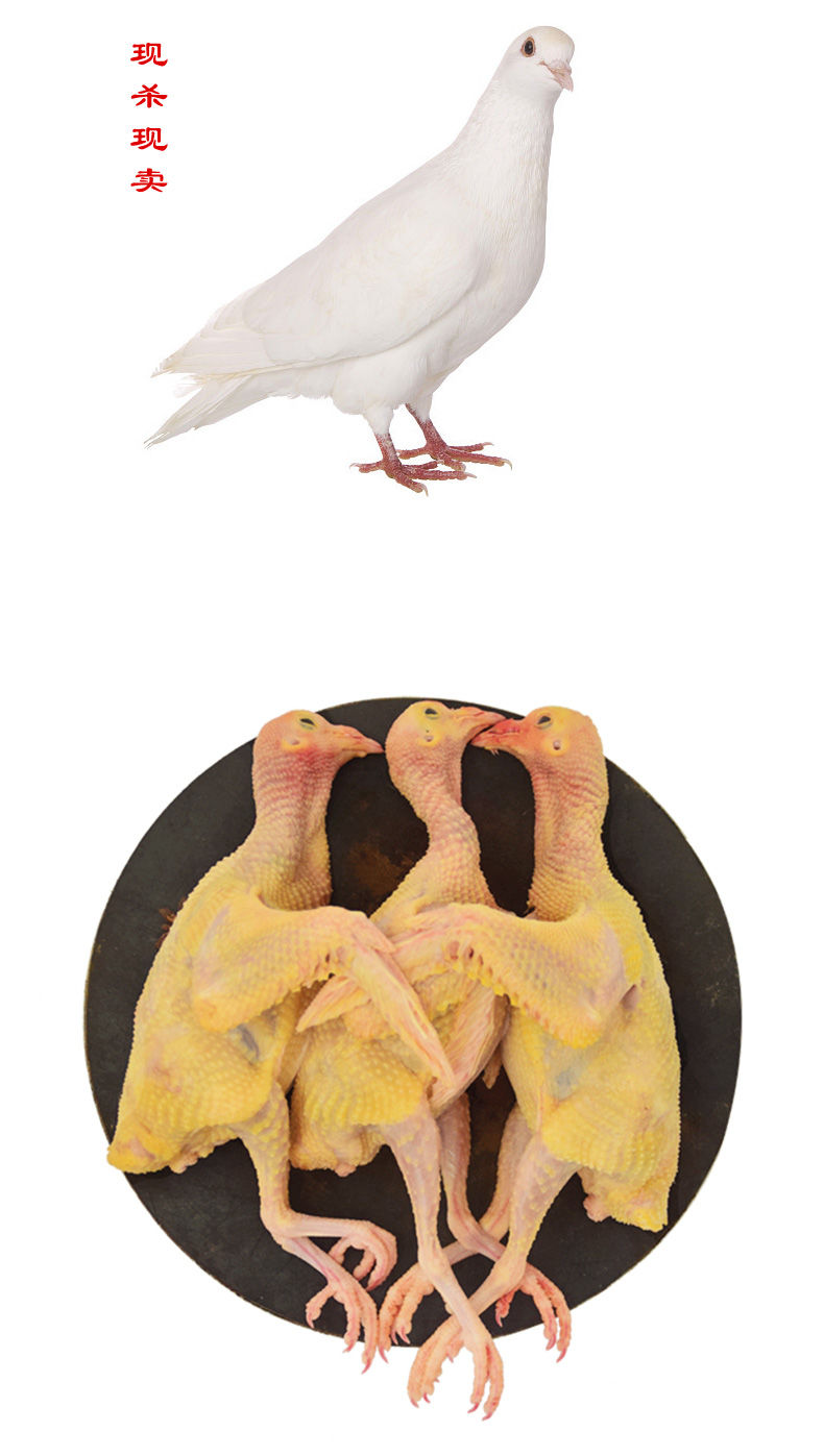 顺丰正宗农家散养新鲜鸽子肉烤乳鸽老鸽肉鸽杂粮喂养活体现杀康胜谊4