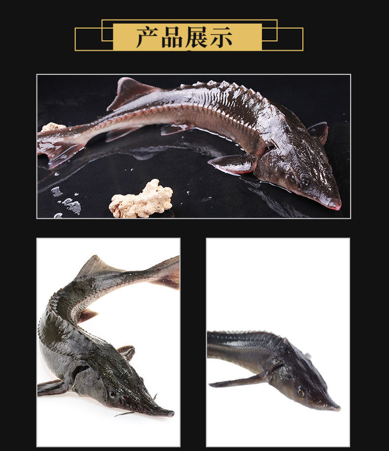 食用新鲜冷水鱼现抓现杀鲟鱼中华鱼软骨无刺食用鱼5斤一条现杀发货