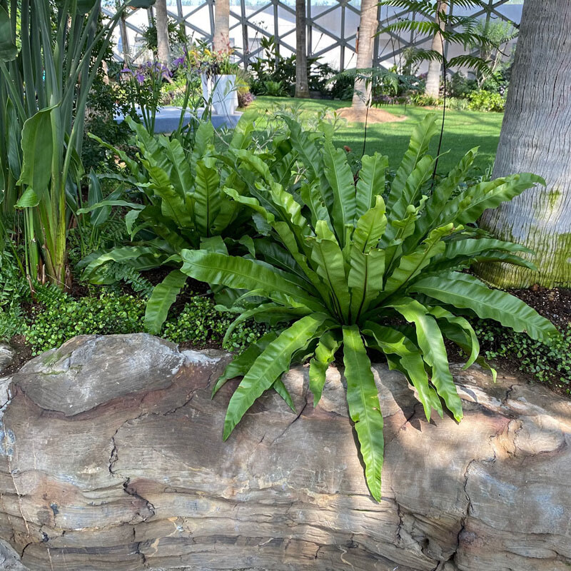 耐寒耐阴花园阳台观叶大型蕨类植物盆栽绿植霸王蕨富贵蕨波士顿蕨 1