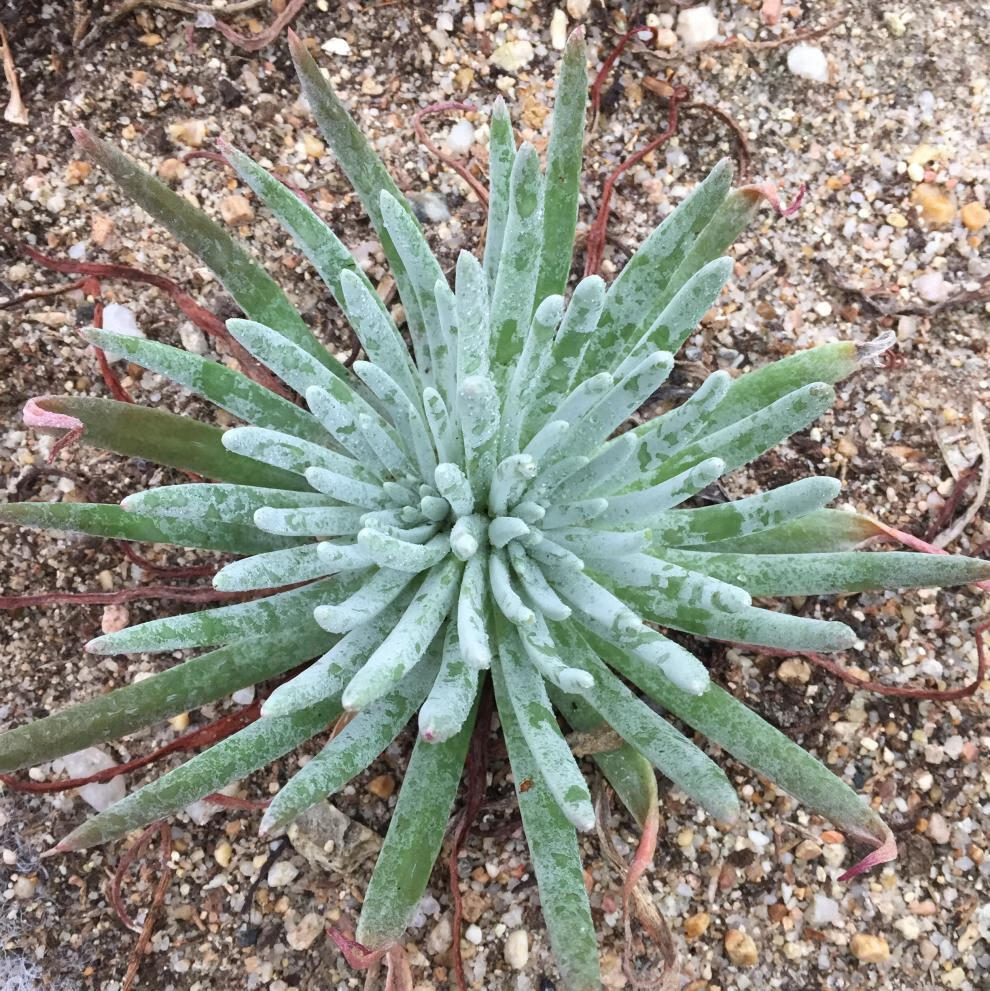 仙女杯多头群生一物一拍多肉奴婢吉娜植物多肉稀有种福果奴婢吉娜610