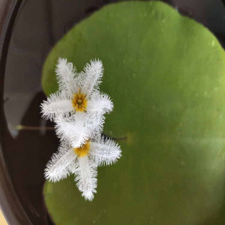 一葉蓮水培水生植物盆栽水草花卉室內魚缸四季浮水綠植非睡蓮碗蓮