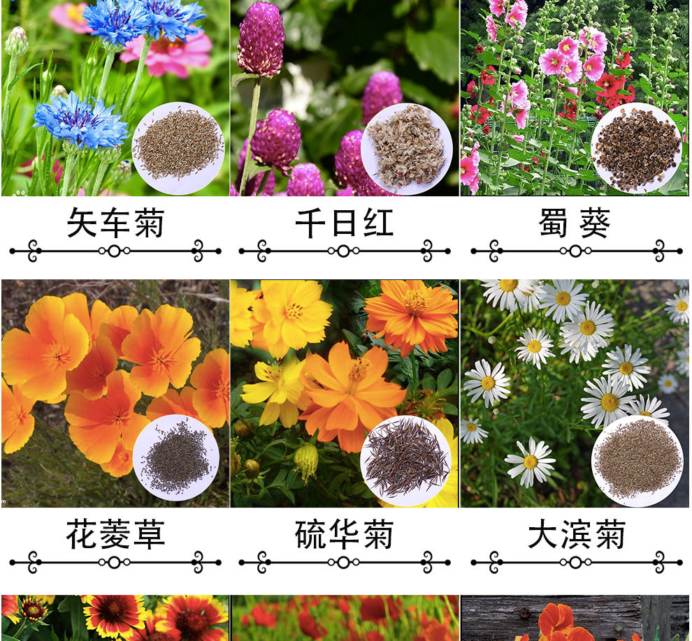 一名花匠醉蝶花种子花草种子绿化种子500粒试种
