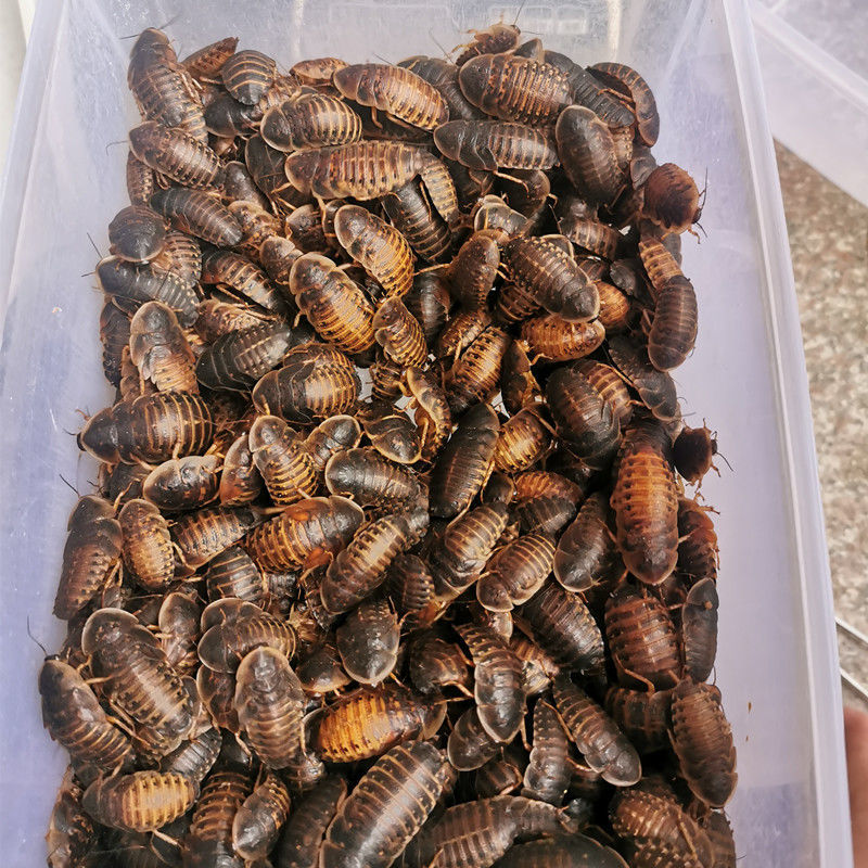 【京东推荐】杜比亚蟑螂活体幼体繁殖组蜥蜴龙鱼守宫变色龙活饵饲料超