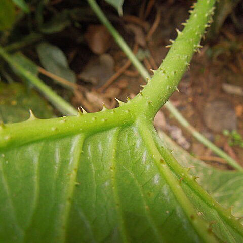 69润曦堂65化淋巴草药水刺芋勒慈茹水勒芋新鲜500g胃疾