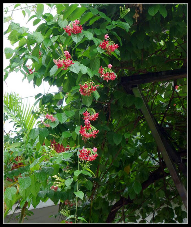 优友爬藤植物攀爬植物水君子花吏君子花苗紫藤花苗使君子盆栽 粉色配