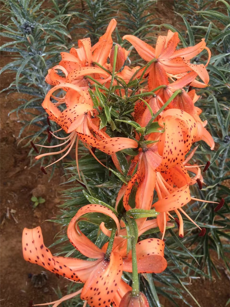 优级百合宜兴特产新鲜百合3斤地方特产宜兴百合