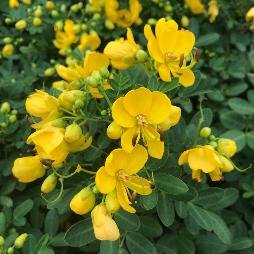 黄金梅盆栽多年生木本秋季冬季耐寒开花植物花卉带花苞