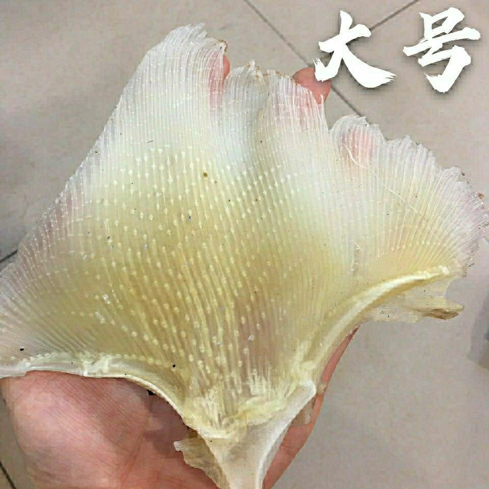 漁民自曬滋補海魚軟骨魚骨魚鰩魚乾煲湯補鈣 中號250g【圖片 價格