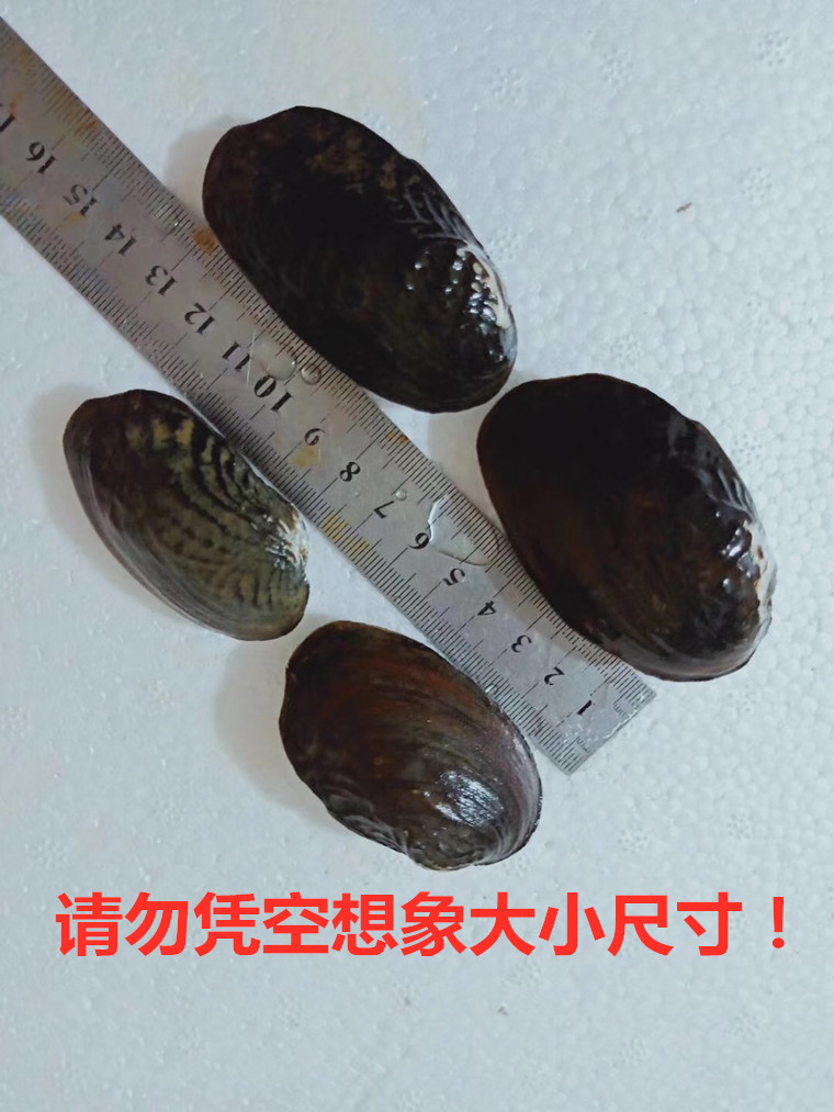 河蚌活体淡水河蚌背丽蚌除藻鳑鲏鱼繁殖蚌不加温家用