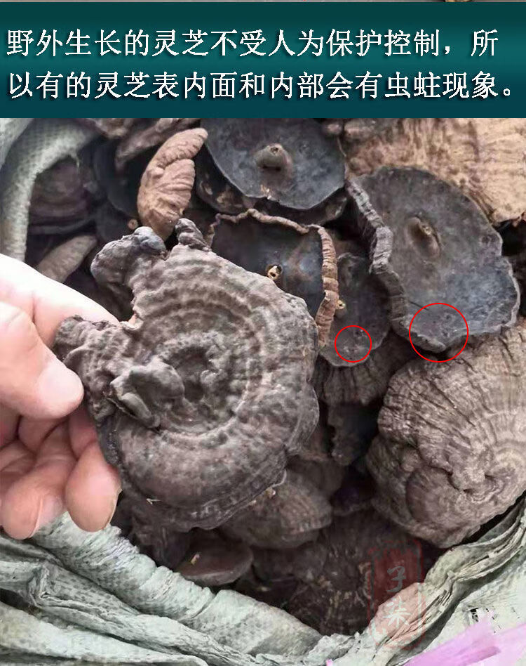 香血灵芝深山黑芝黑灵芝乌芝皱盖假芝可切灵芝片泡酒料 野生香血灵芝