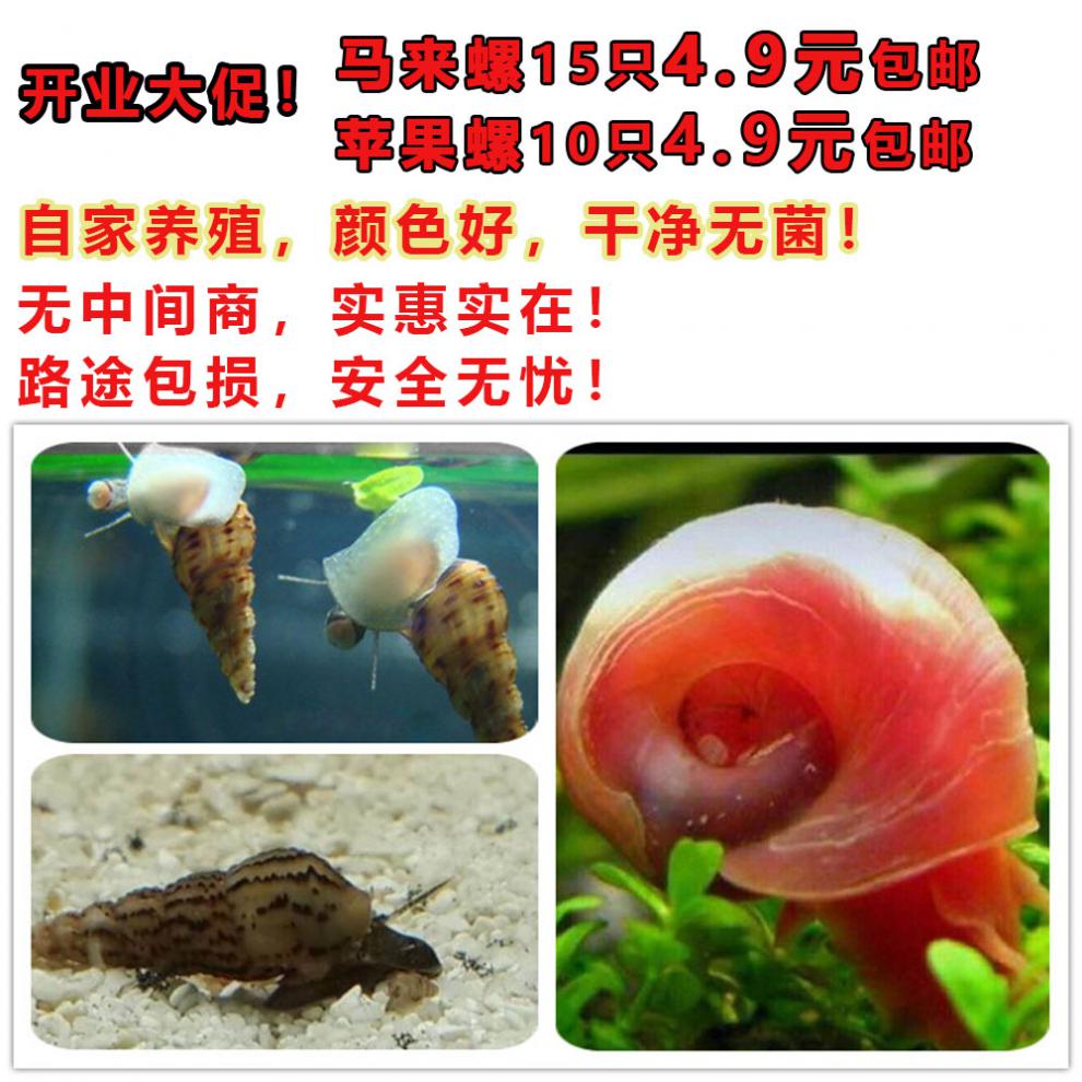 斑马彩蛋黑金刚苹果螺黄金马来神秘水草造景缸宠物蜗牛除藻工具螺彩蛋螺5送1 两份减2 图片价格品牌报价 京东