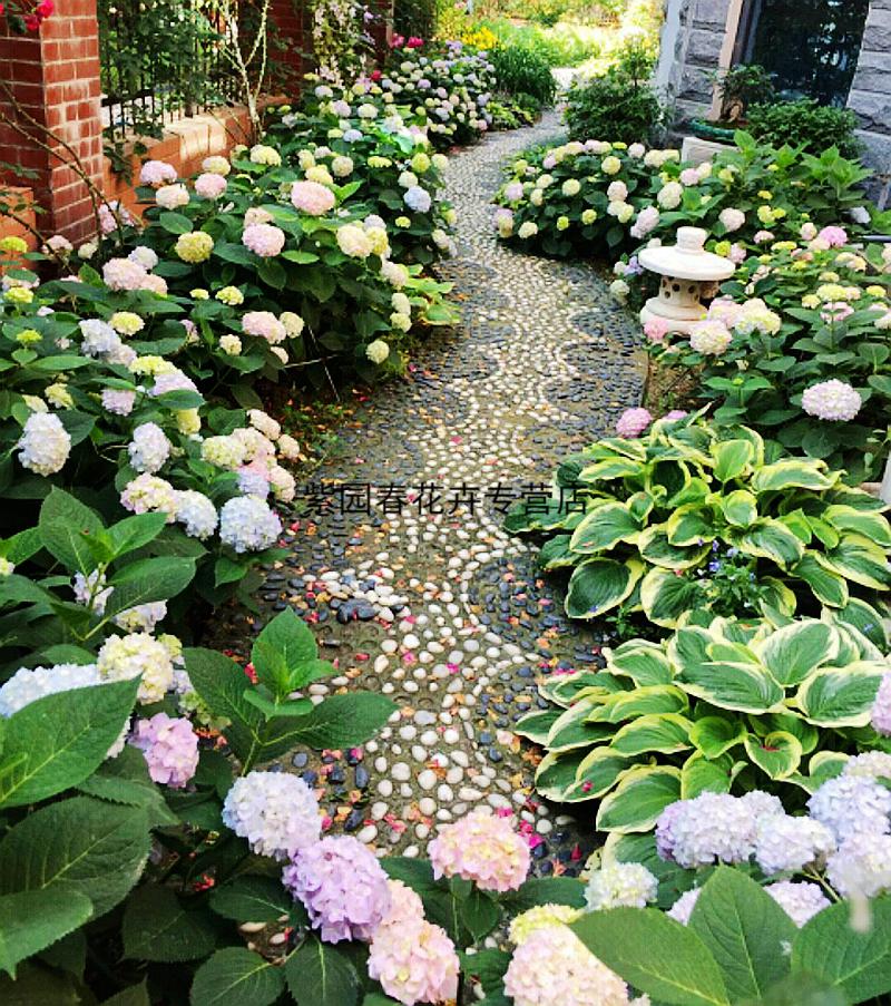 园艺绣球花苗盆栽无尽夏绣球八仙花地栽庭院阳台植物花卉多年生大苗