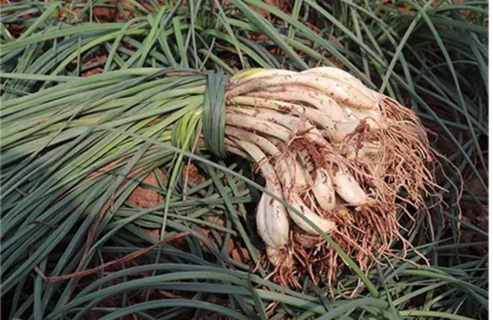 藠头新鲜四川茭头农家自种新鲜荞头叫头大教头 3斤